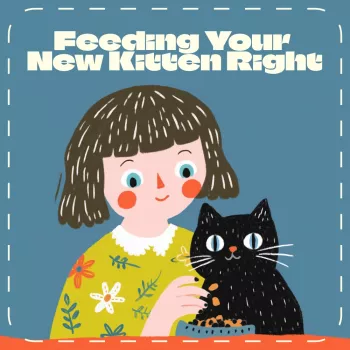 Cat Feeding Routine Change: How Long to Adjust?